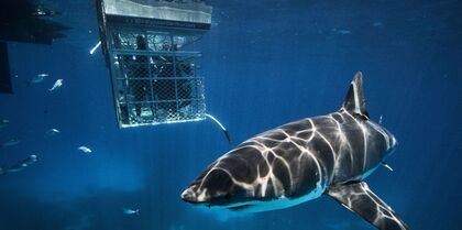 Diving with Great White Pointers