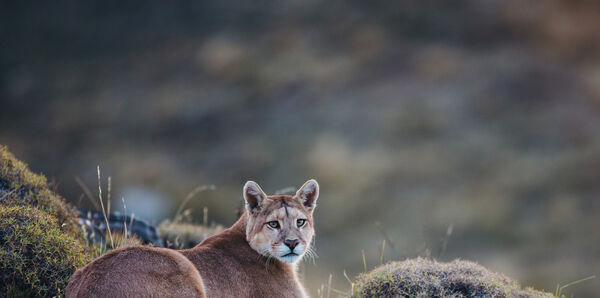 Puma in Torres del Paine National Park, Chile