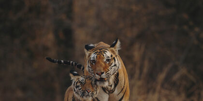 Tigers, India