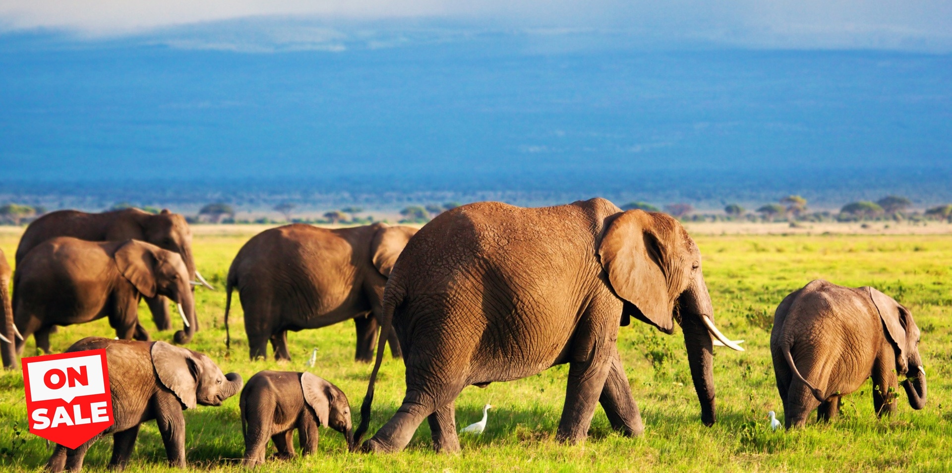 Wild Wonders of East Africa